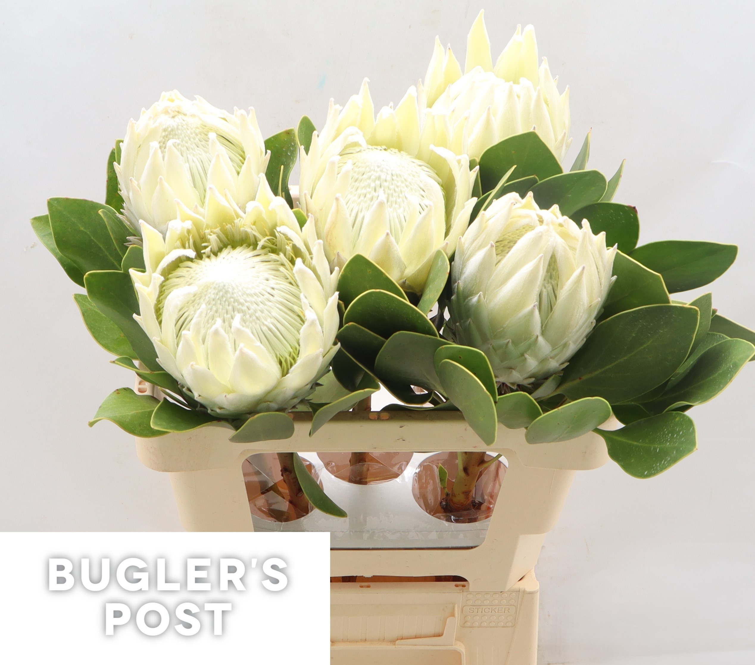 Протея Айова Арктик Айс 60, шт. Протея Айова Арктик Айс 60, шт.