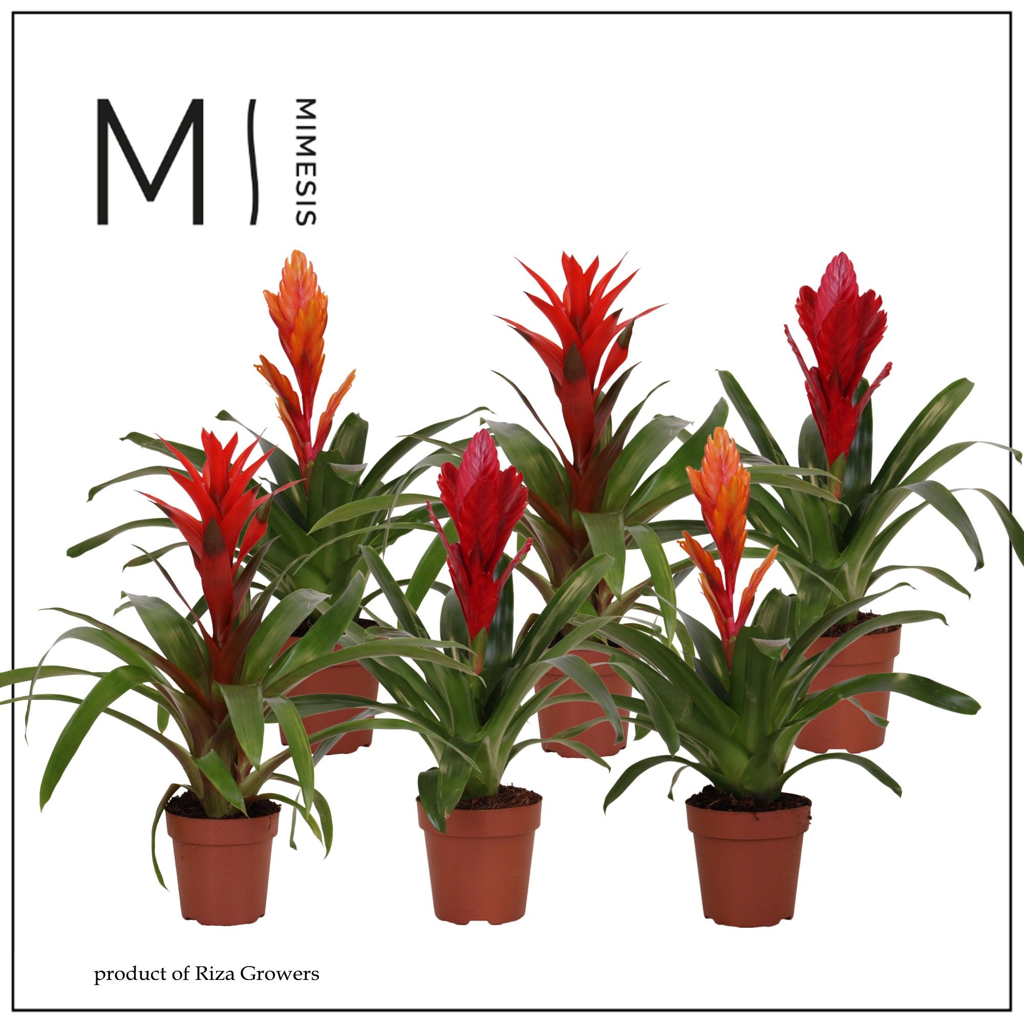 Bromelia Urban - 12cm | Mimesis, D 12