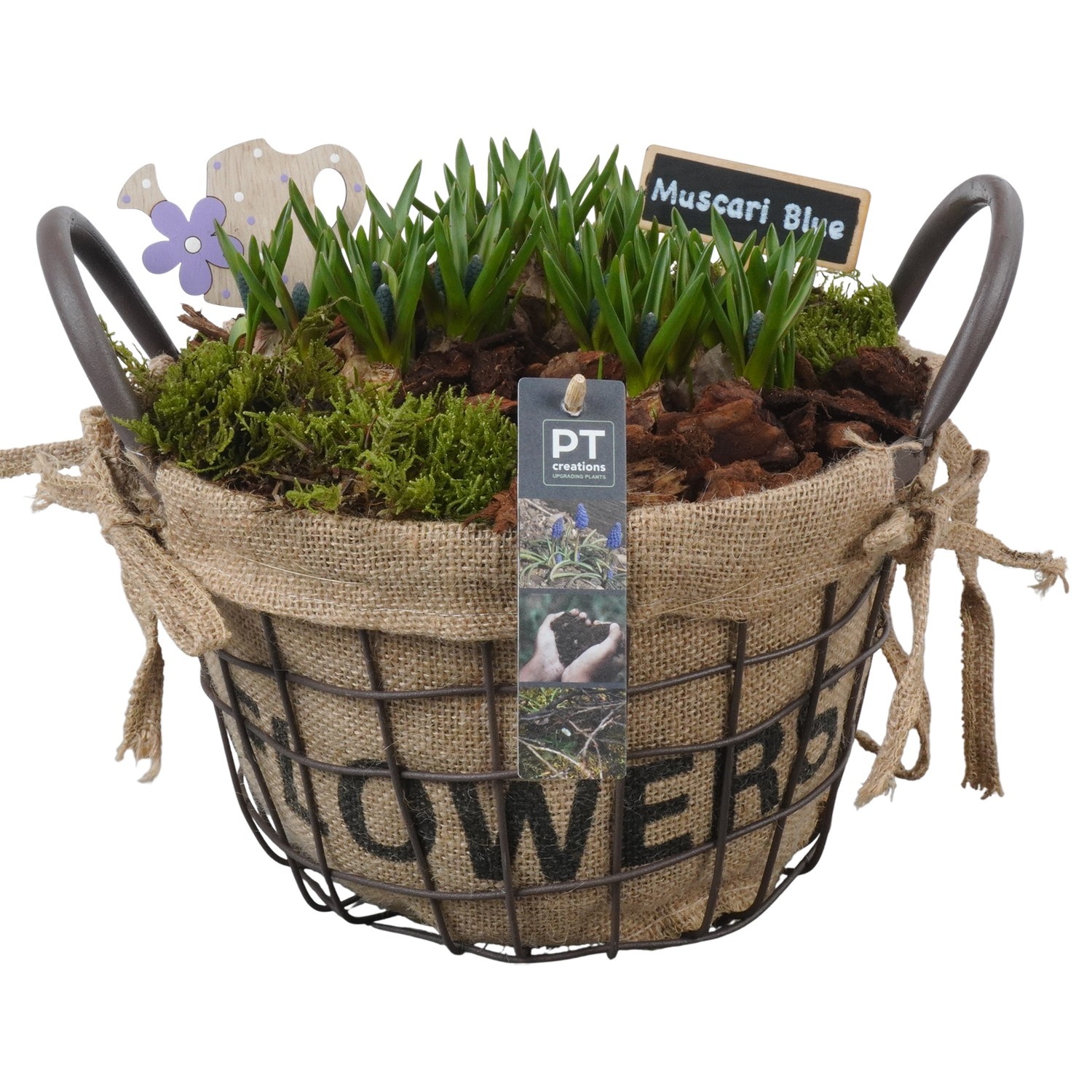 PTMB6250 Arrangement Muscari Blue in metaal mand, D 25
