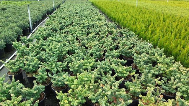 Abies balsamea 'Nana', D 19 cm Abies balsamea 'Nana', D 19 cm