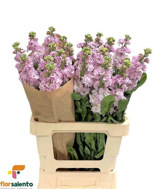 Маттиола од. Айрон Черри Блоссом 65, шт.