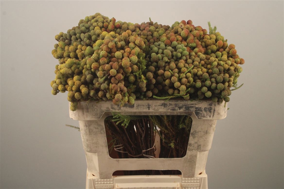 Берзелия Абротаноидес 50, шт.