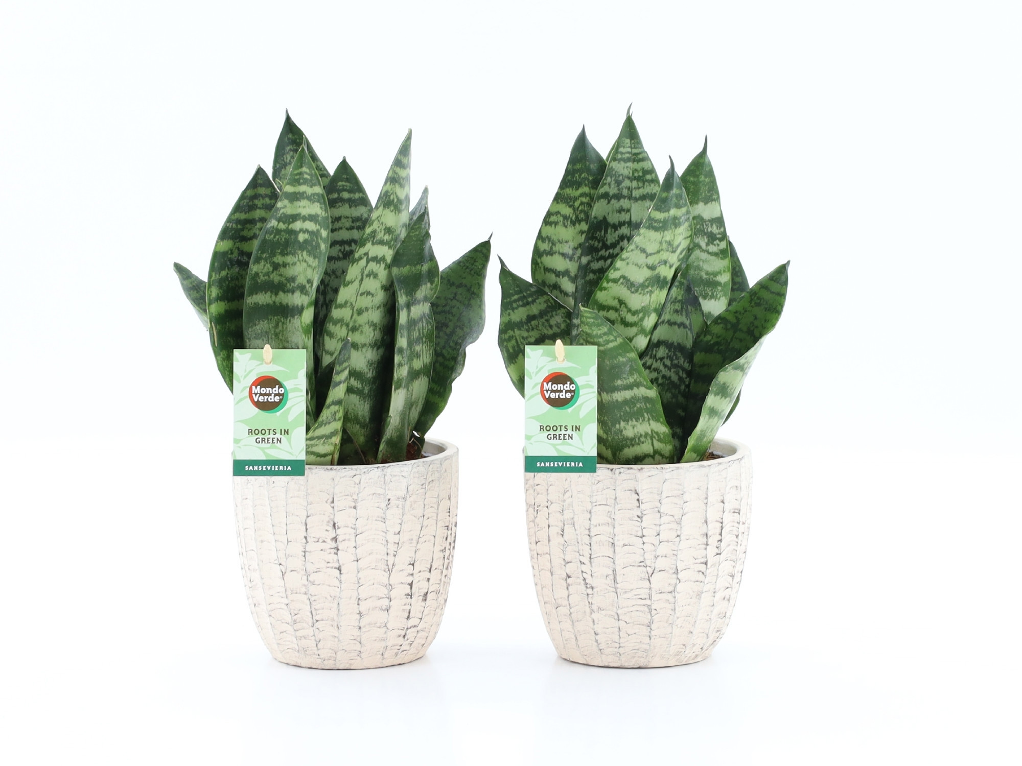 Sansevieria Black Coral in Sculpture keramiek, D 13