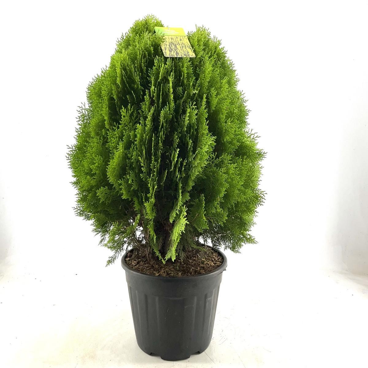 Thuja occ. 'Aurea Nana', D 38