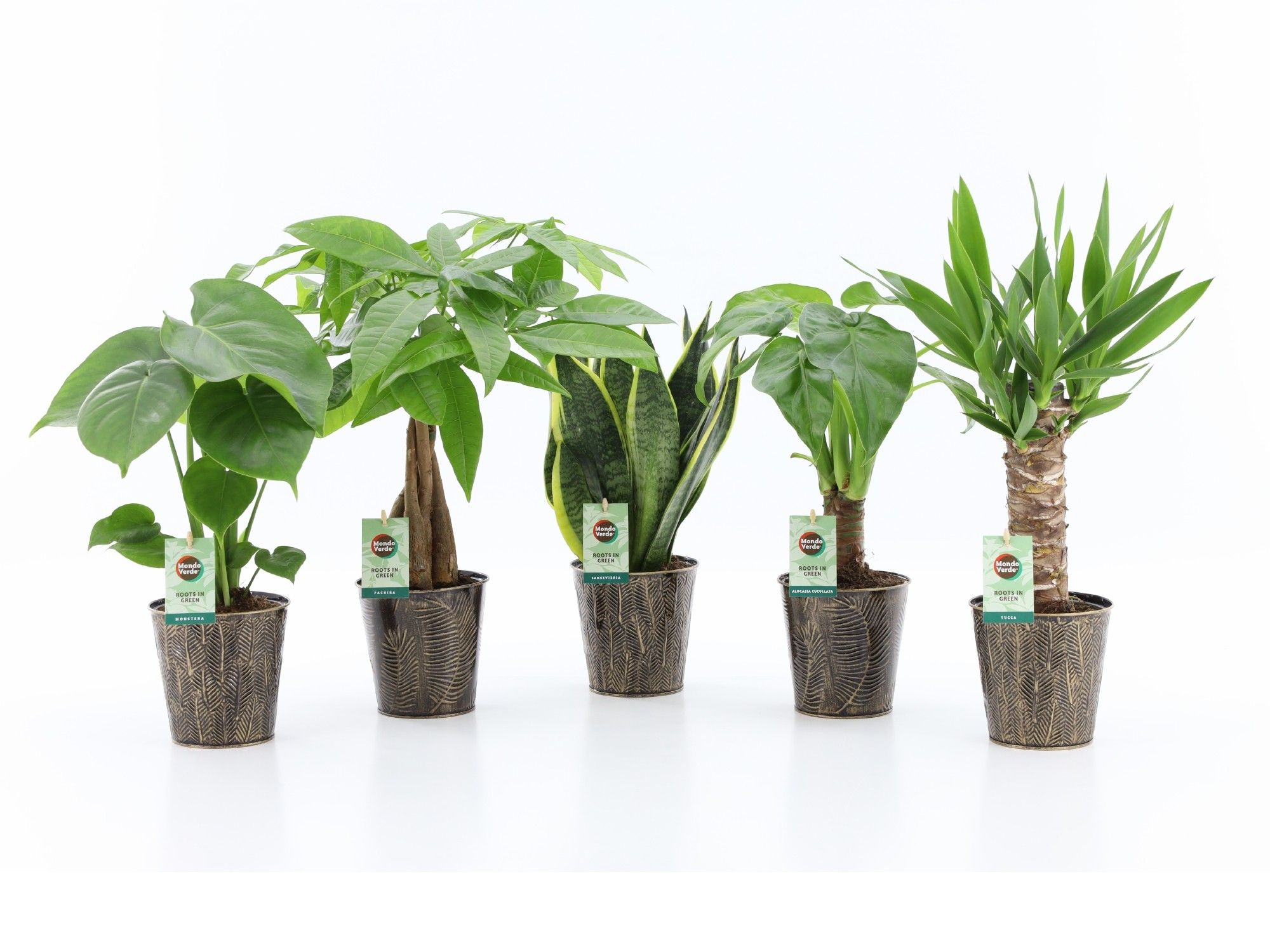 Tropic Mix in Iron-Leaf, D 13