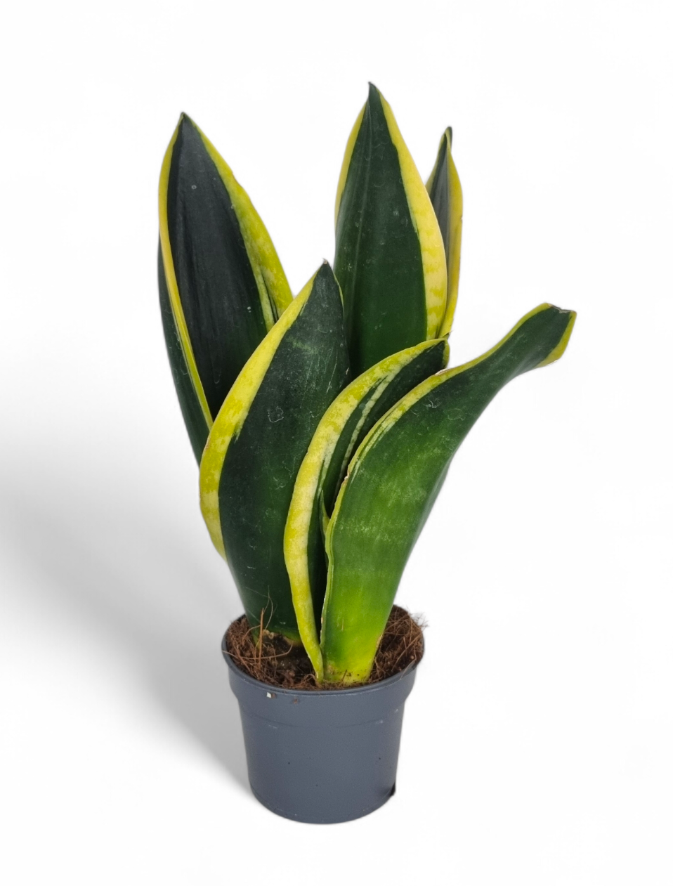 Sansevieria Black Gold 9 cm, D 9