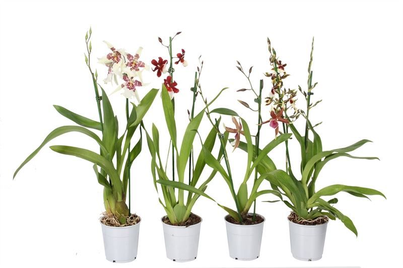 Cambria p12 mix 2T12+, D 12