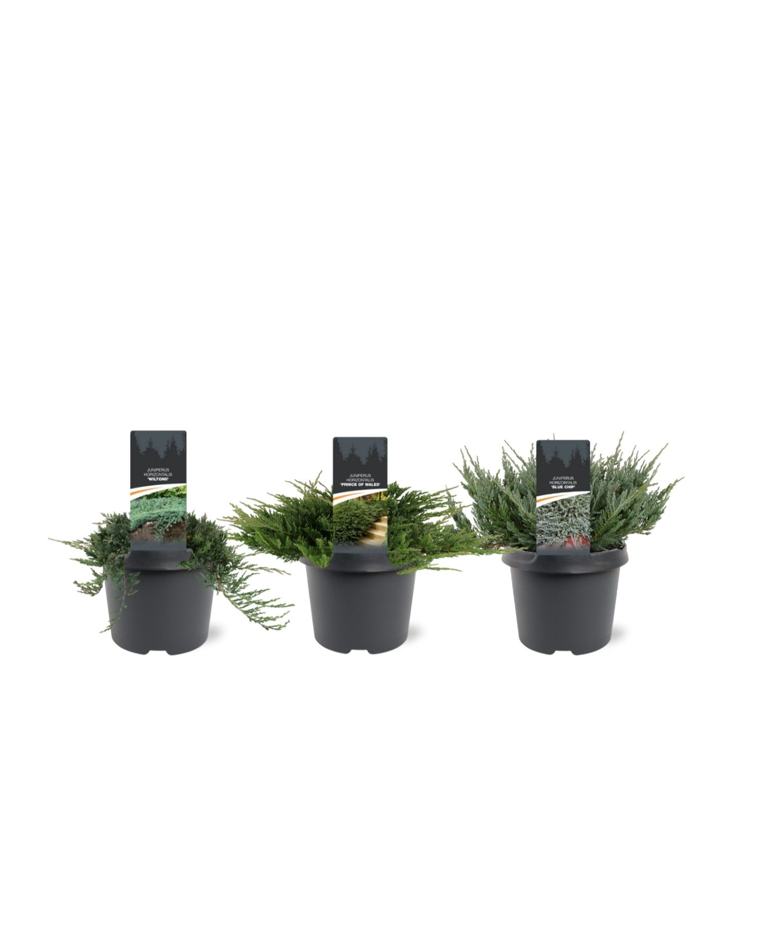 Juniperus horizontalis mix C3, D 19