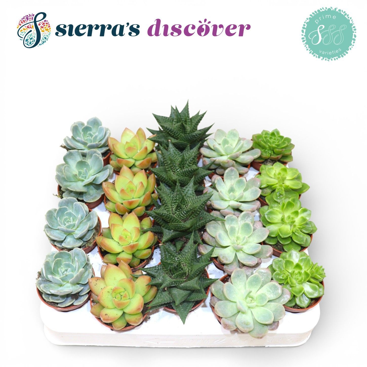 Discover® - Valencia Succulent MIx (Prime), D 5,5
