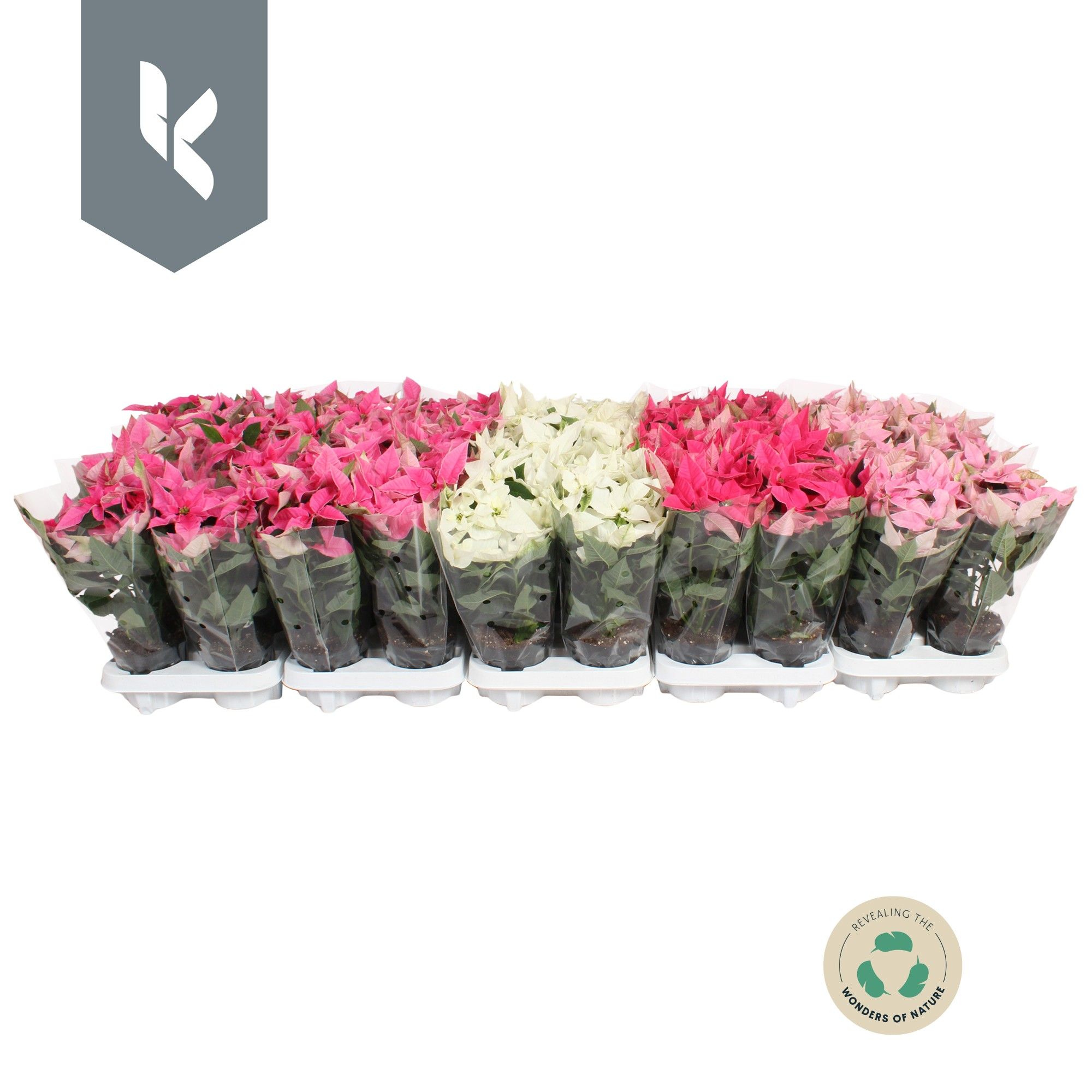 Princettia mixlaag, D 10,5 cm