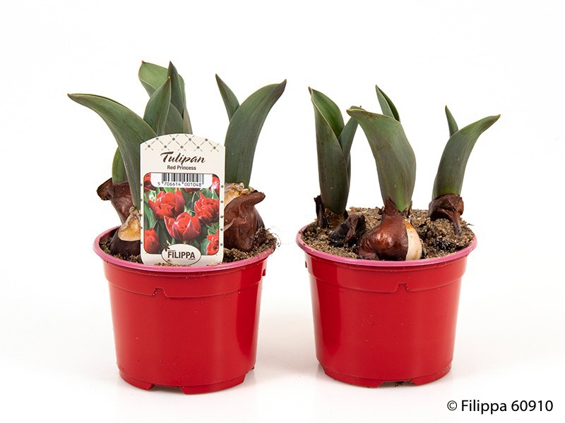 TULIPA FERGANICA 'Red Prin', D 10