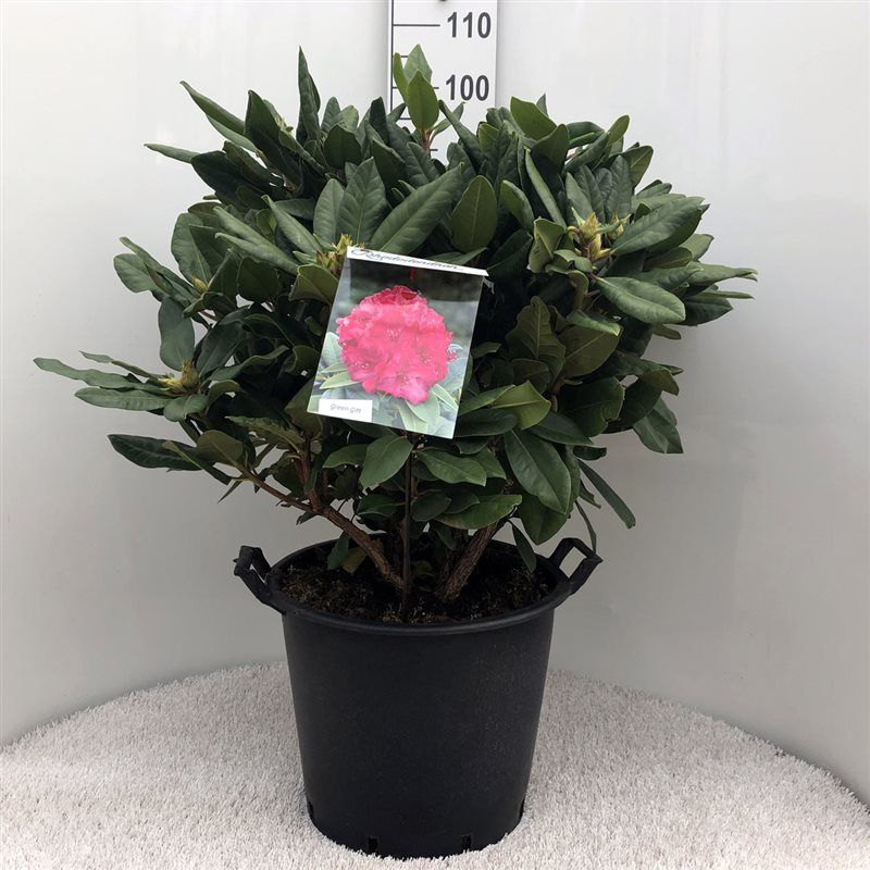 Rhodo. 'P. American Beauty' pink, D 40