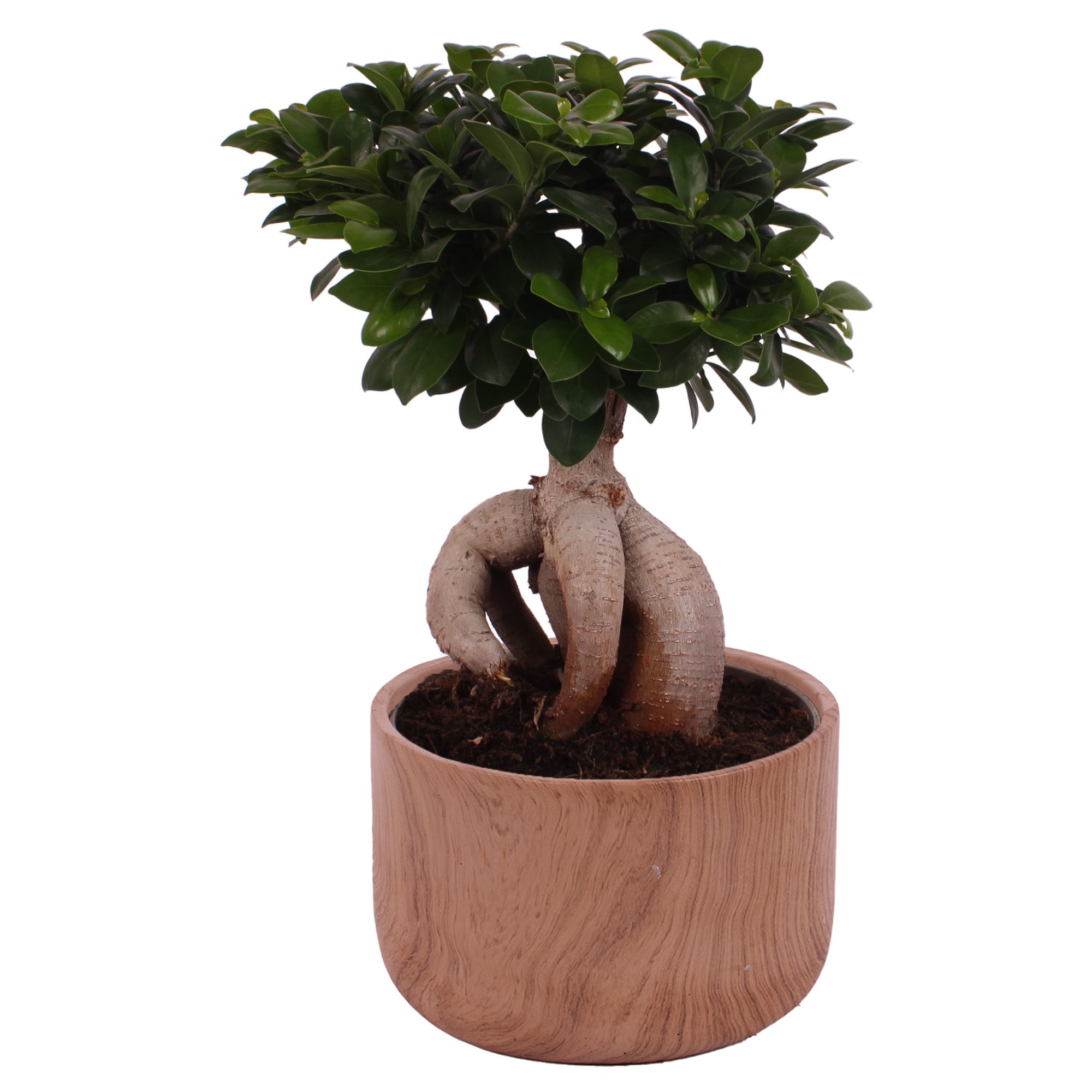 Ficus m. Ginseng Ball Shape Ø24cm in Ø26cm Ceramic NT565, D 26