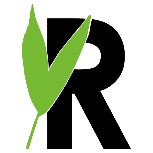 Ficus Lyrata Bambino gevlochten stam, D 23