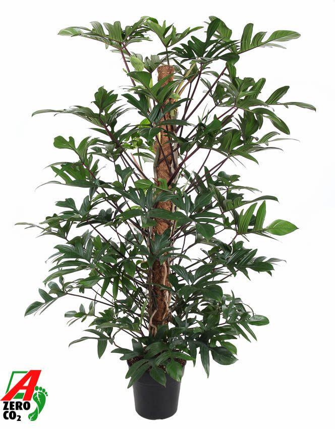 Philodendron Pedatum mosstok P27 (NO GAP), D 27