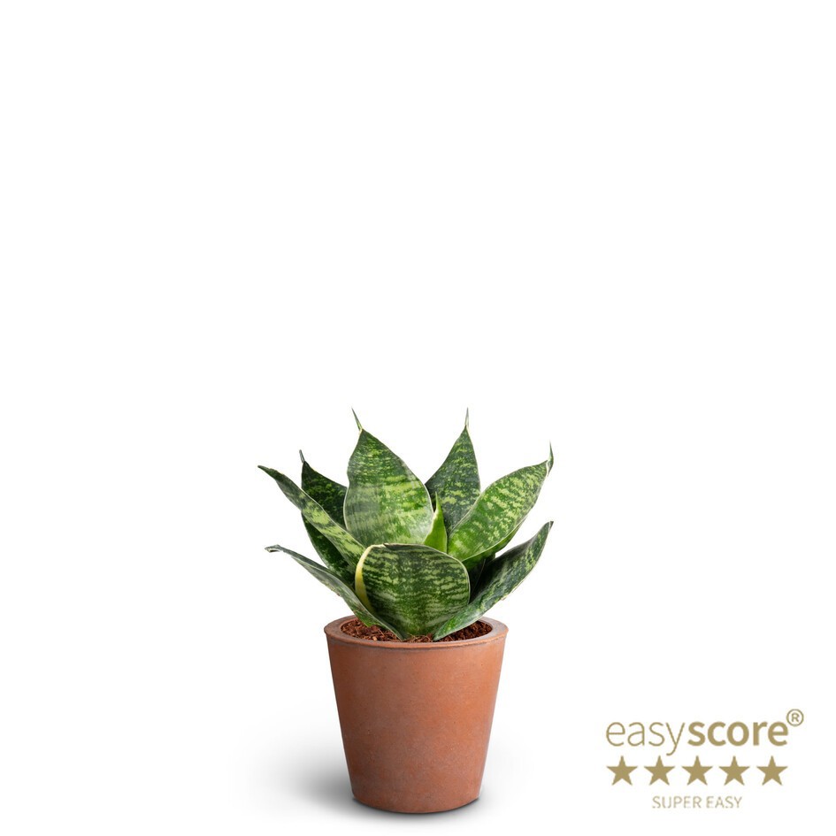 SANSEVIERIA TRIFASCIATA 40633383 Terracota Pot Hahnii, D 7 cm