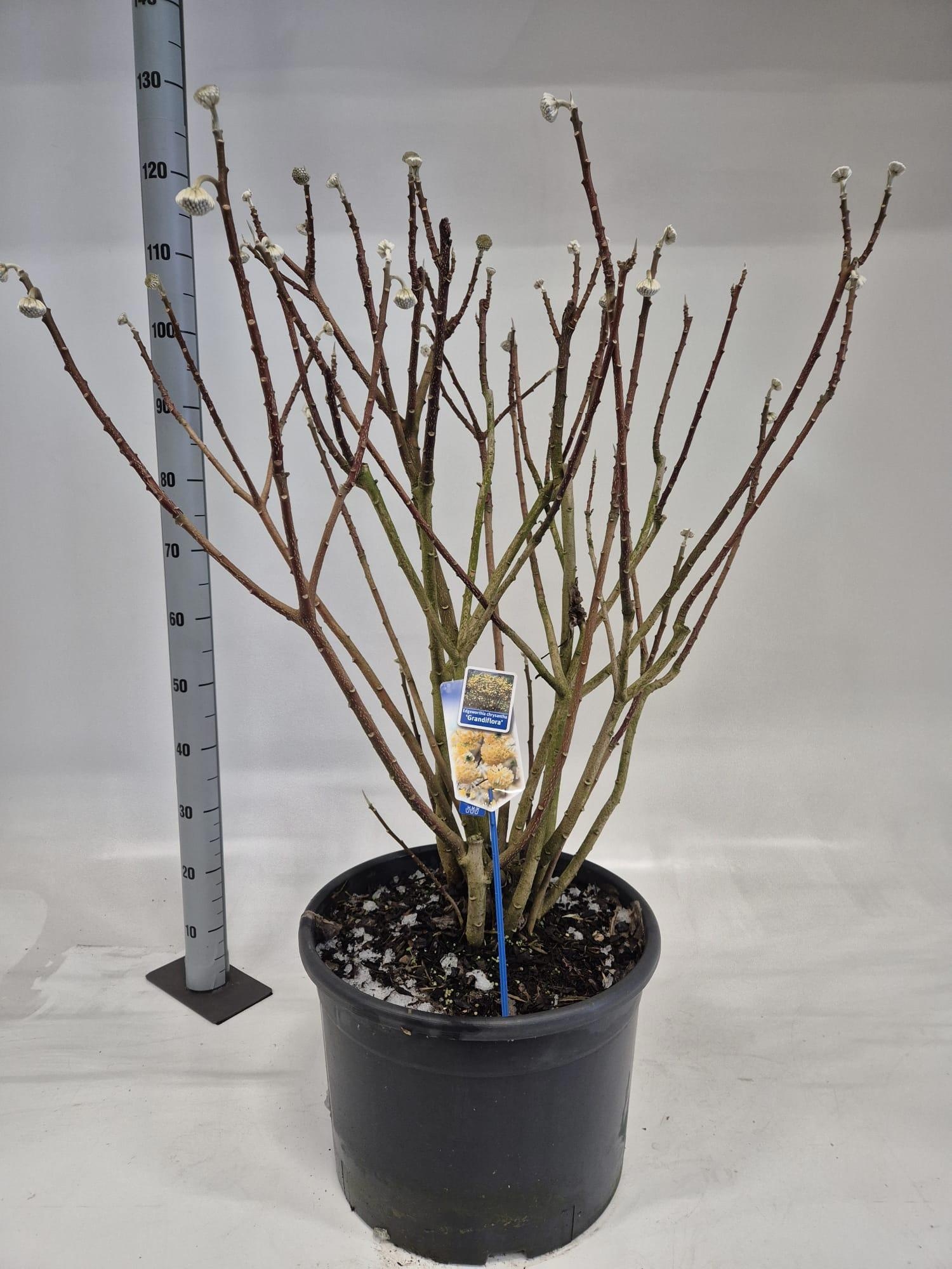 Edgeworthia chrysantha 'Grandiflora', D 40