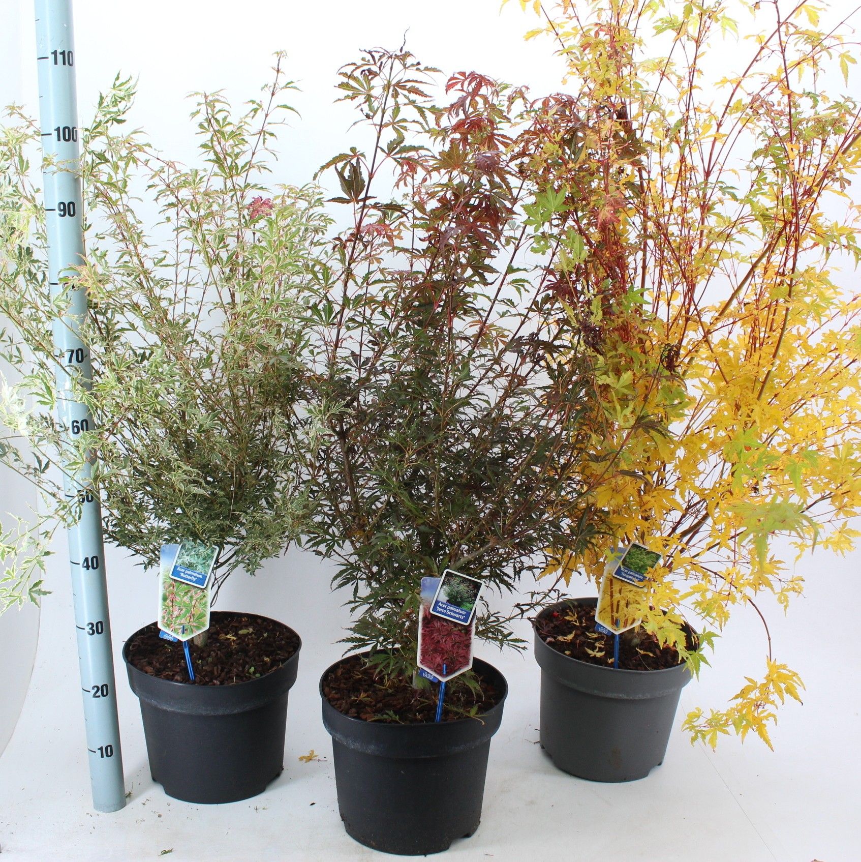 Acer palmatum mix P29 (minimum order one layer), D 29 cm
