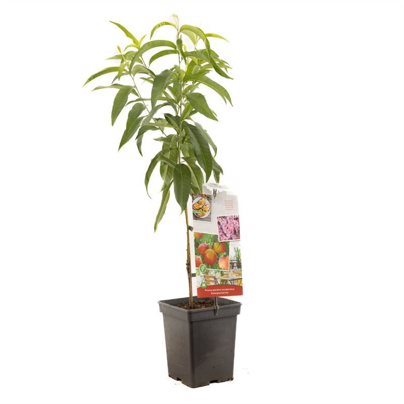 Prunus persica nuc. Dwergnectarine Dwergnectarine, D 18