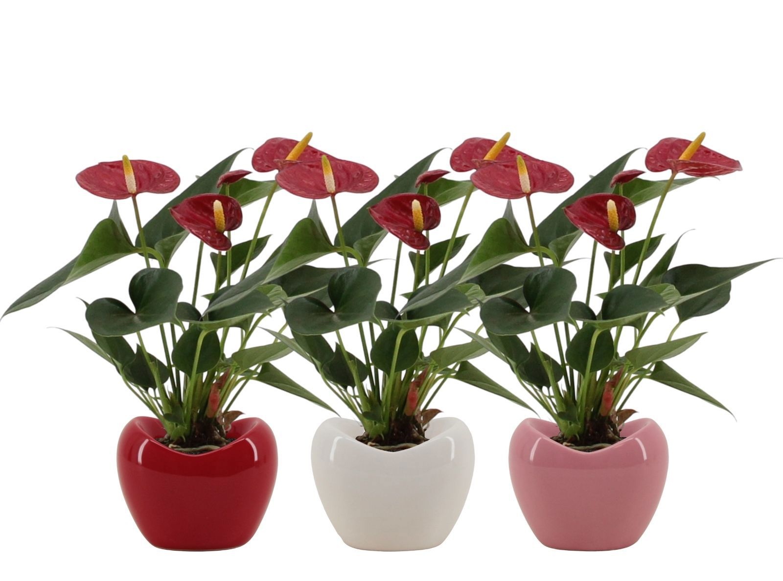 Anthurium 7 cm Diamond Red in Paris ceramics mix, D 7