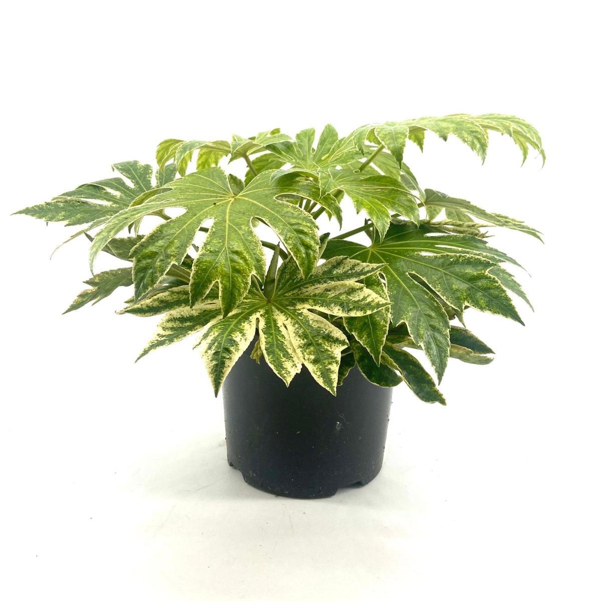 Fatsia japonica 'Spider's Web', D 23