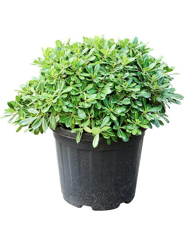 Pittosporum tobira 'Nana' (55-65), D 35