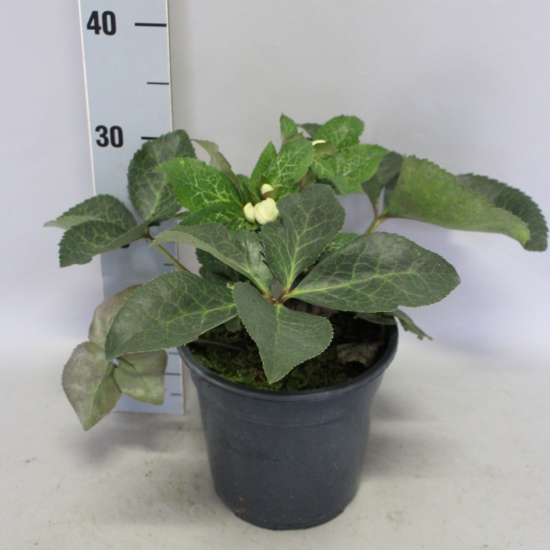 Helleborus 19 cm Frostkiss Glenda's Gloss, D 19