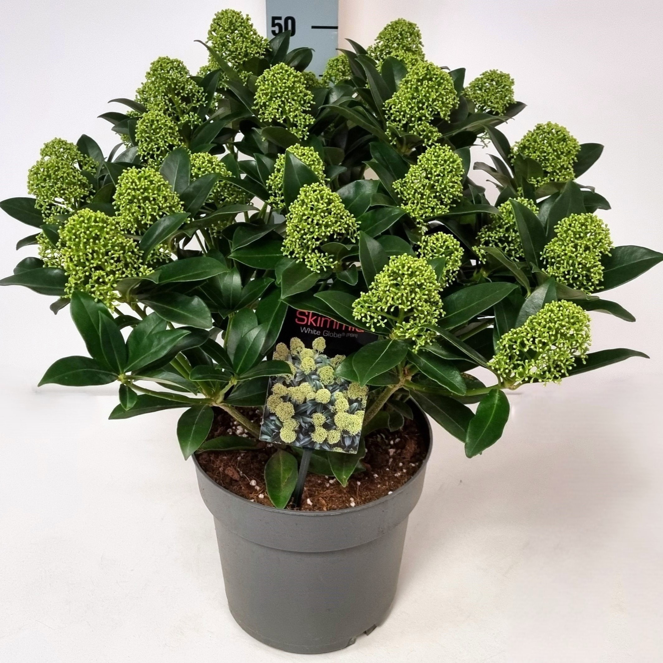 Skimmia jap. 'White Globe' P22, D 22