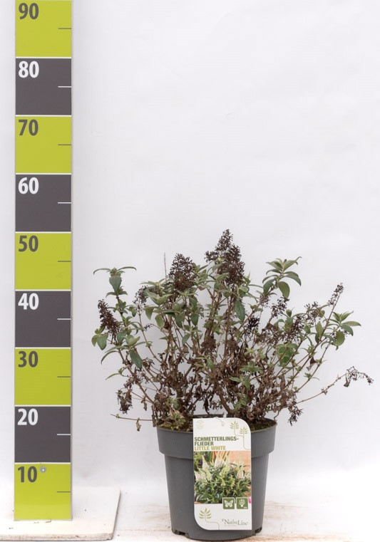 Buddleja 'Butterfly Candy Little White ' (R) C 4,6, D 23