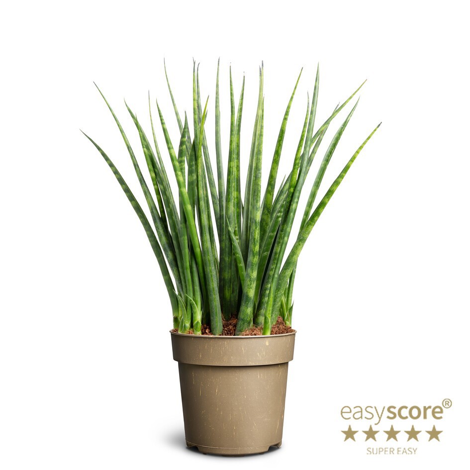 SANSEVIERIA PARVA 'FERNWOOD', D 11 cm SANSEVIERIA PARVA 'FERNWOOD', D 11 cm