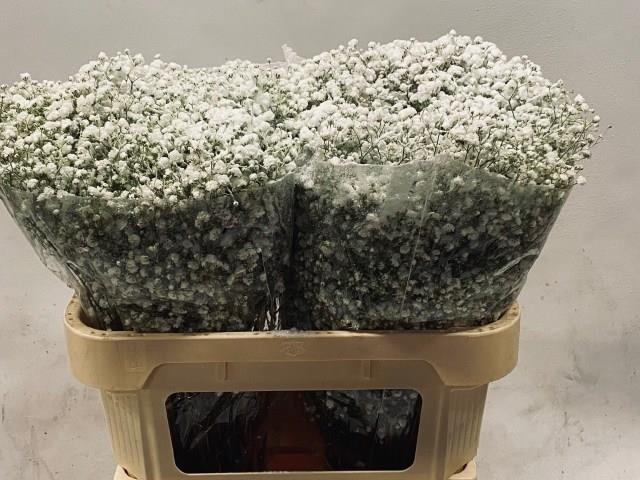 Гипсофила Овериг Крашеная (краш. ) 80, шт.