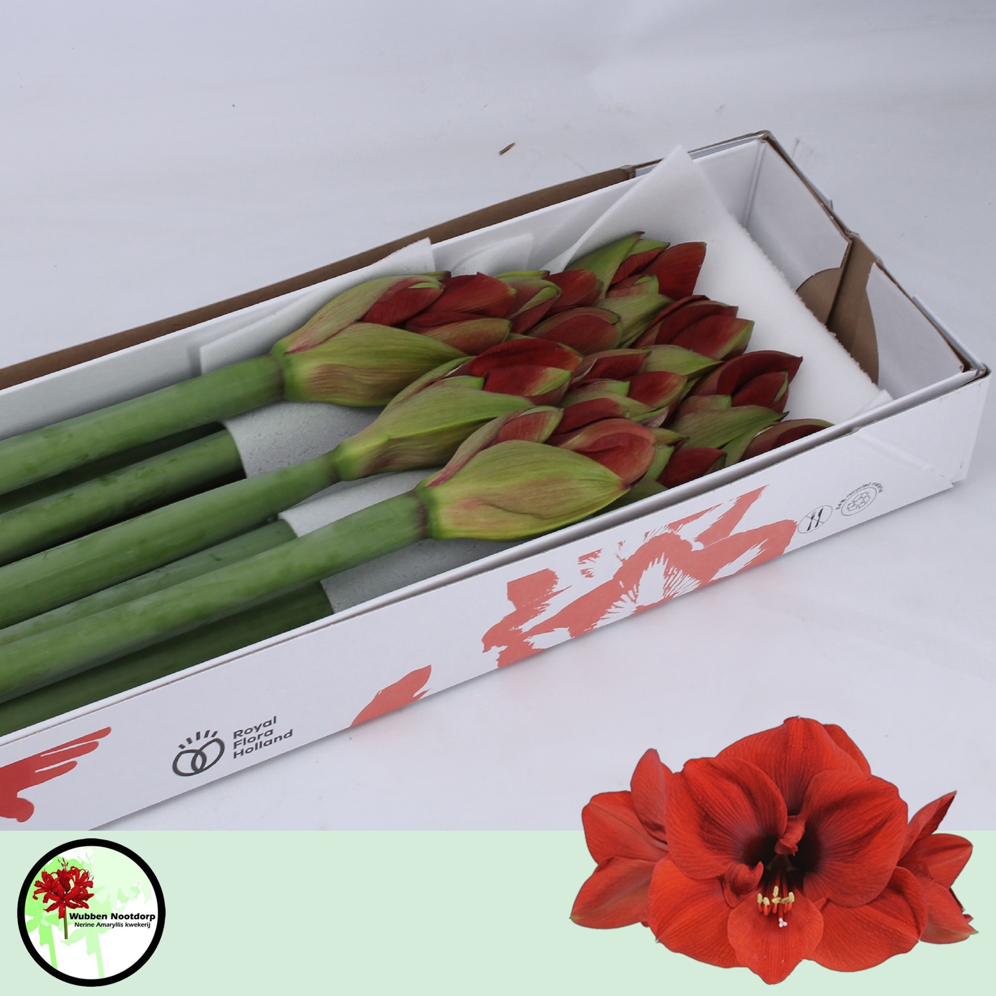 Амарилис Феррари (красн.) x10, шт.