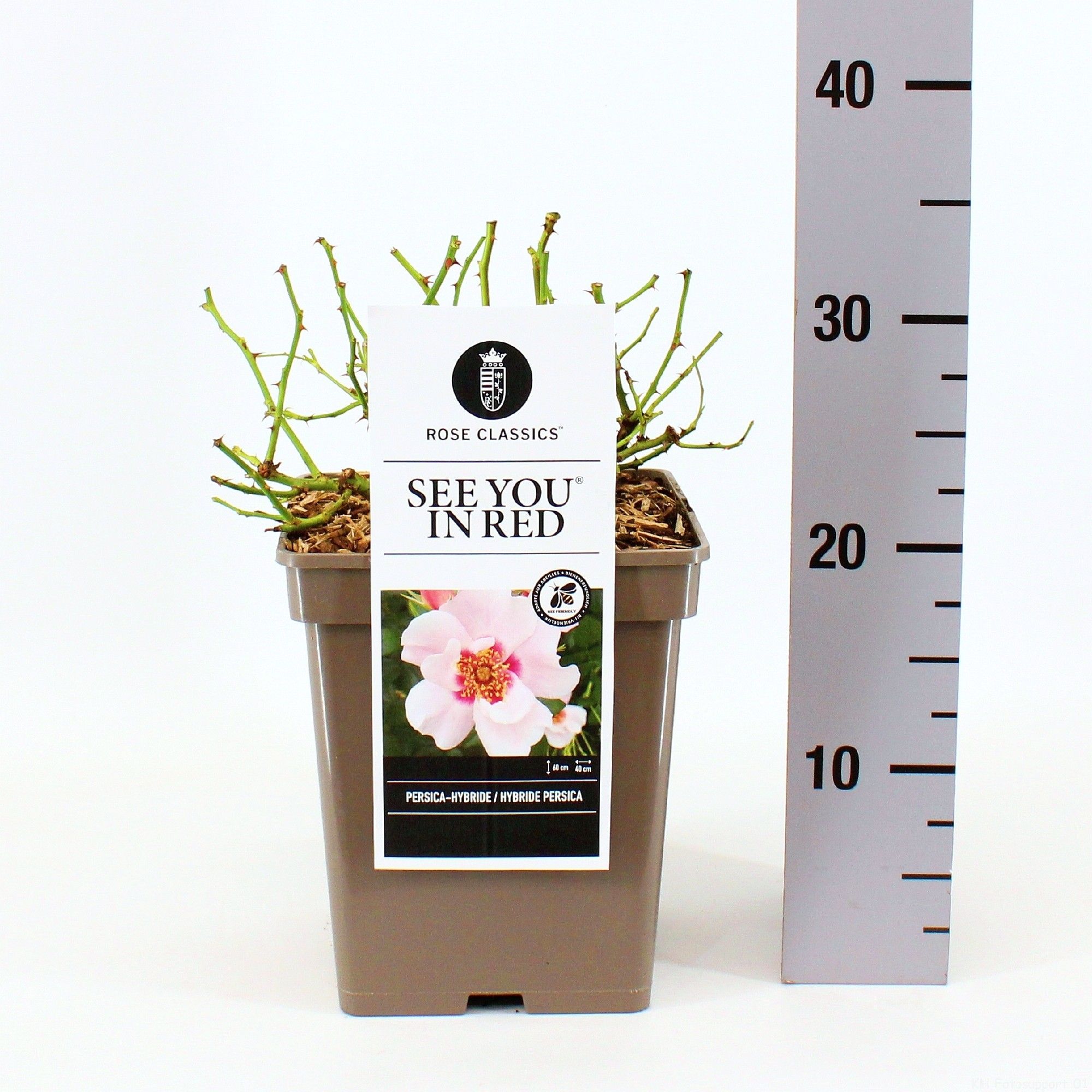 Rosa Persica See you ® in Red, C5, D 23