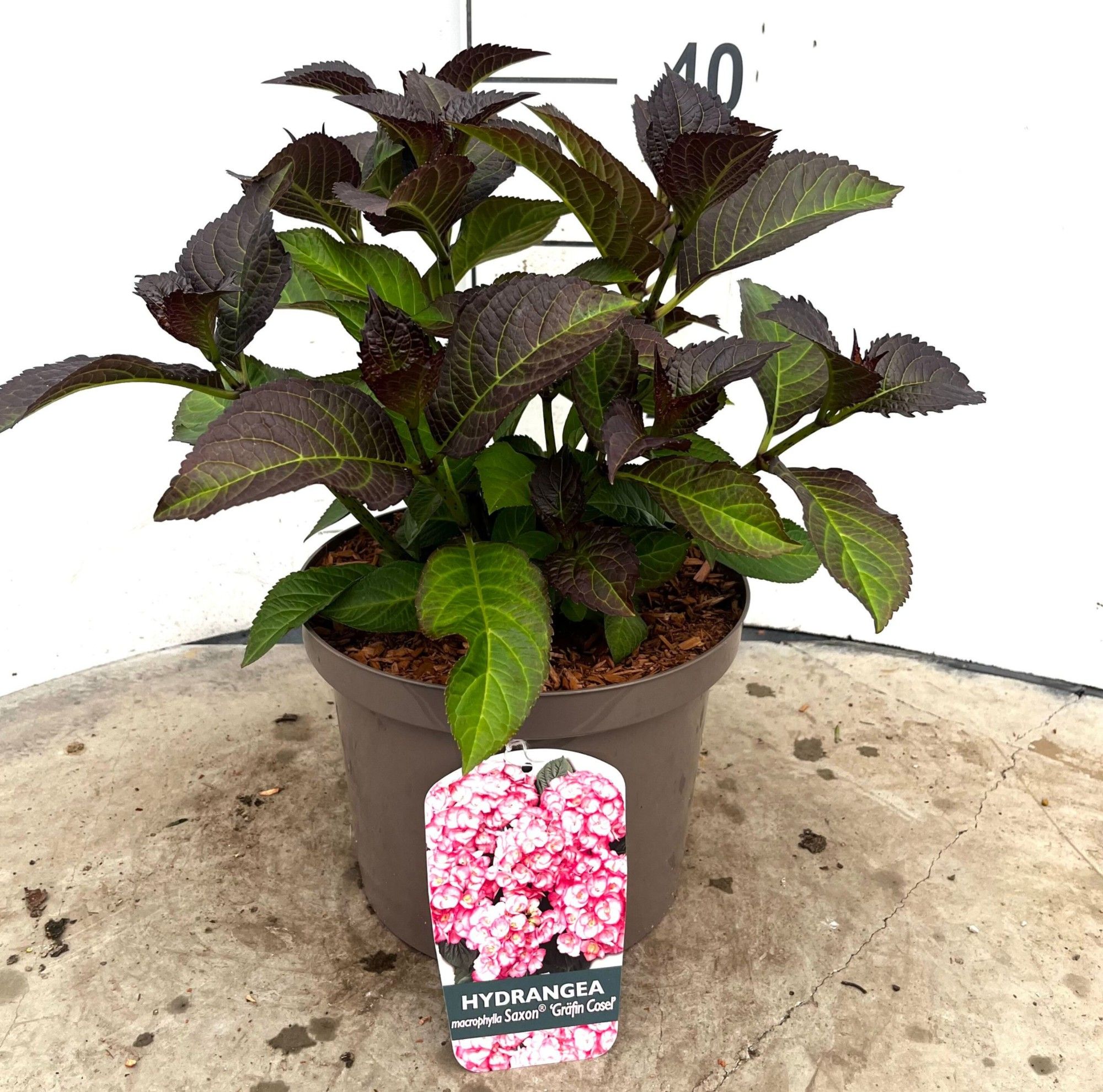 605 VPK : P23 HYDRANGEA MACROPHYLLA GRAFIN COSEL, D 23