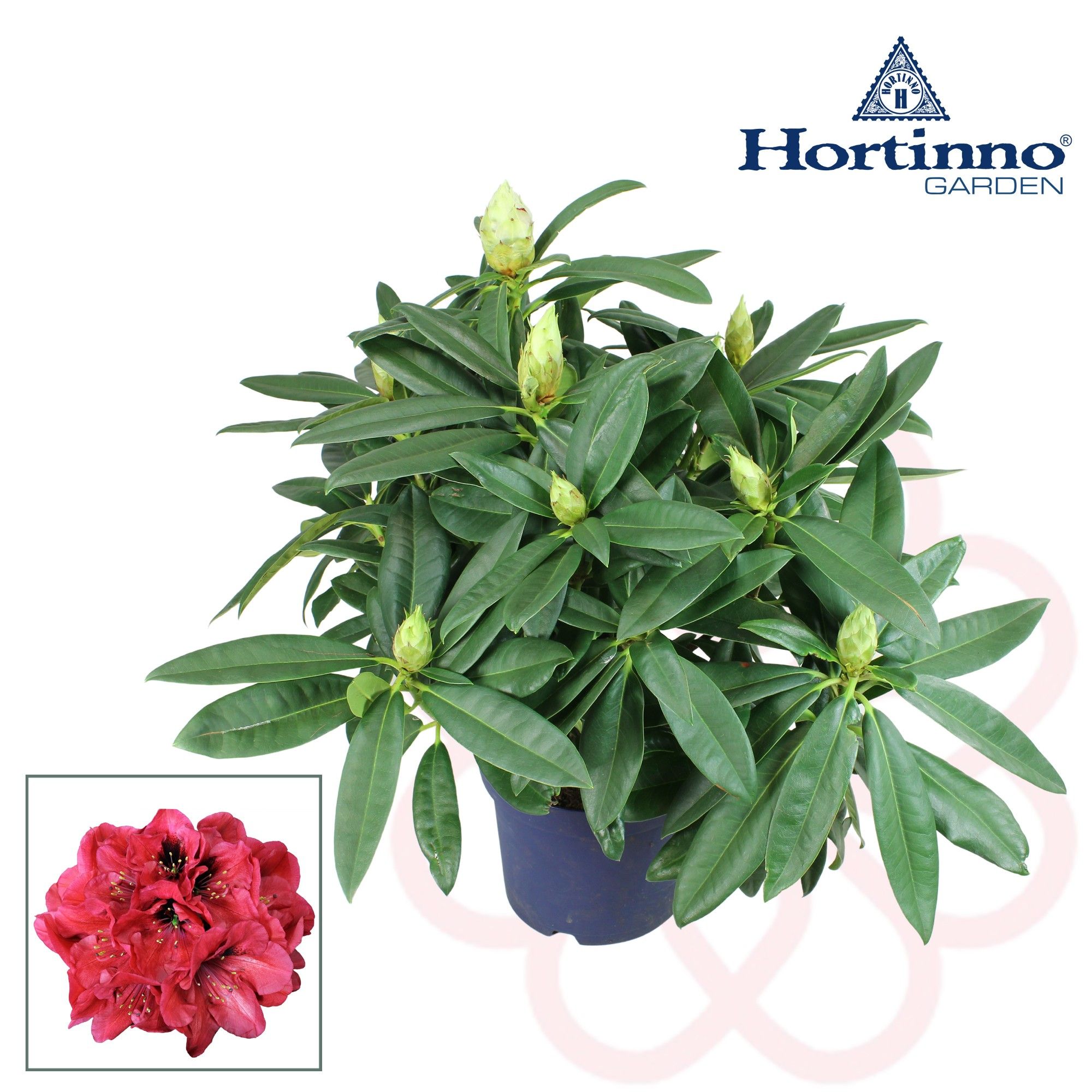 Hortinno® Garden XXL Red Devil groen 45 - 55 cm, D 23 cm