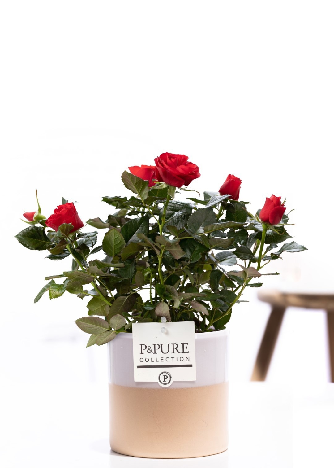 Rosa red in P&PURE Tess2 ceramics white, D 12