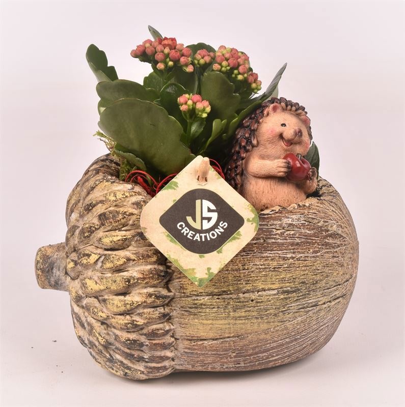 Cement eikel 17x14cm bruin, D 16