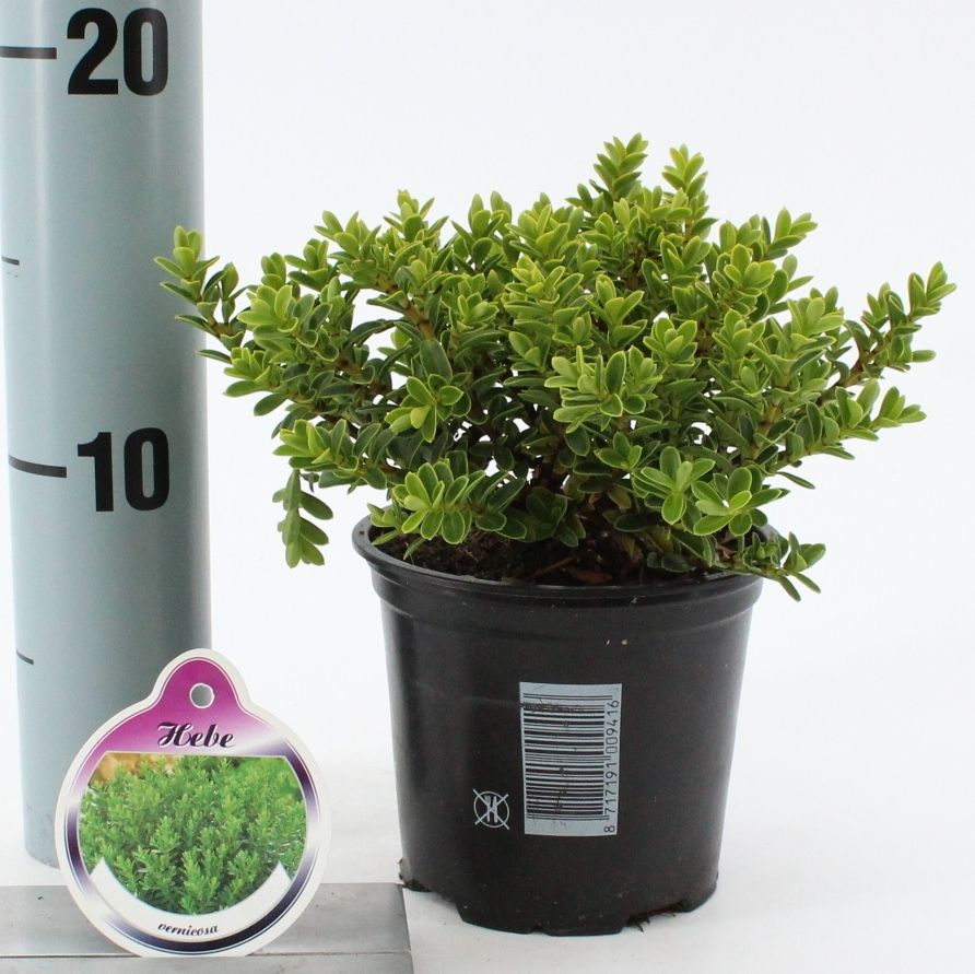 Hebe vernicosa, D 10,5 cm