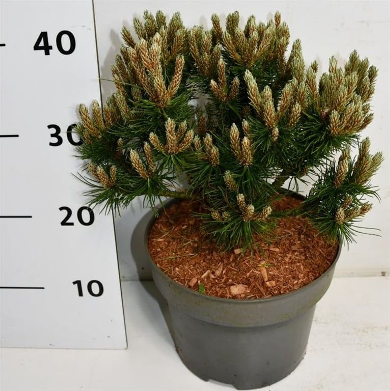Pinus mugo 'Heideperle', D 26