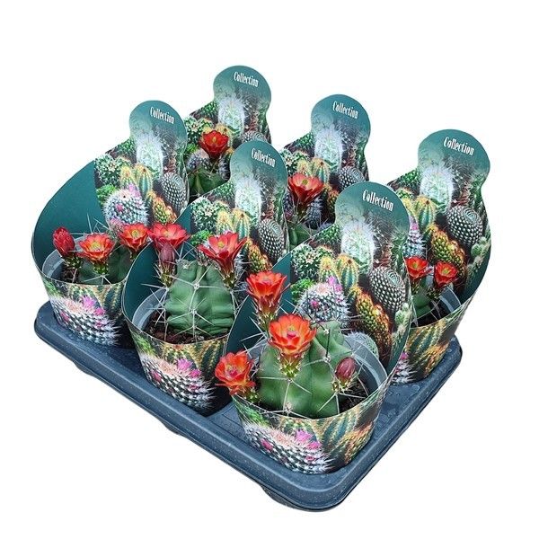 ECHINOCEREUS TRIGLOCHIADATUS - POT Ø 14 - COLLECTION WITH POTCOVER (CACTUS), D 14