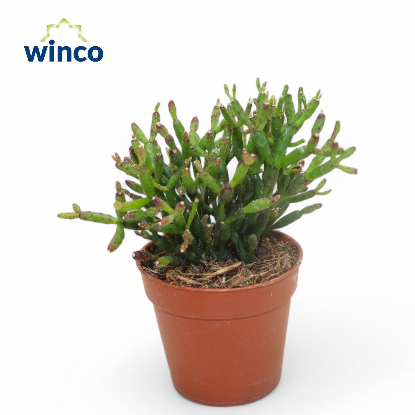 Hatiora Bambusoides, D 5,5