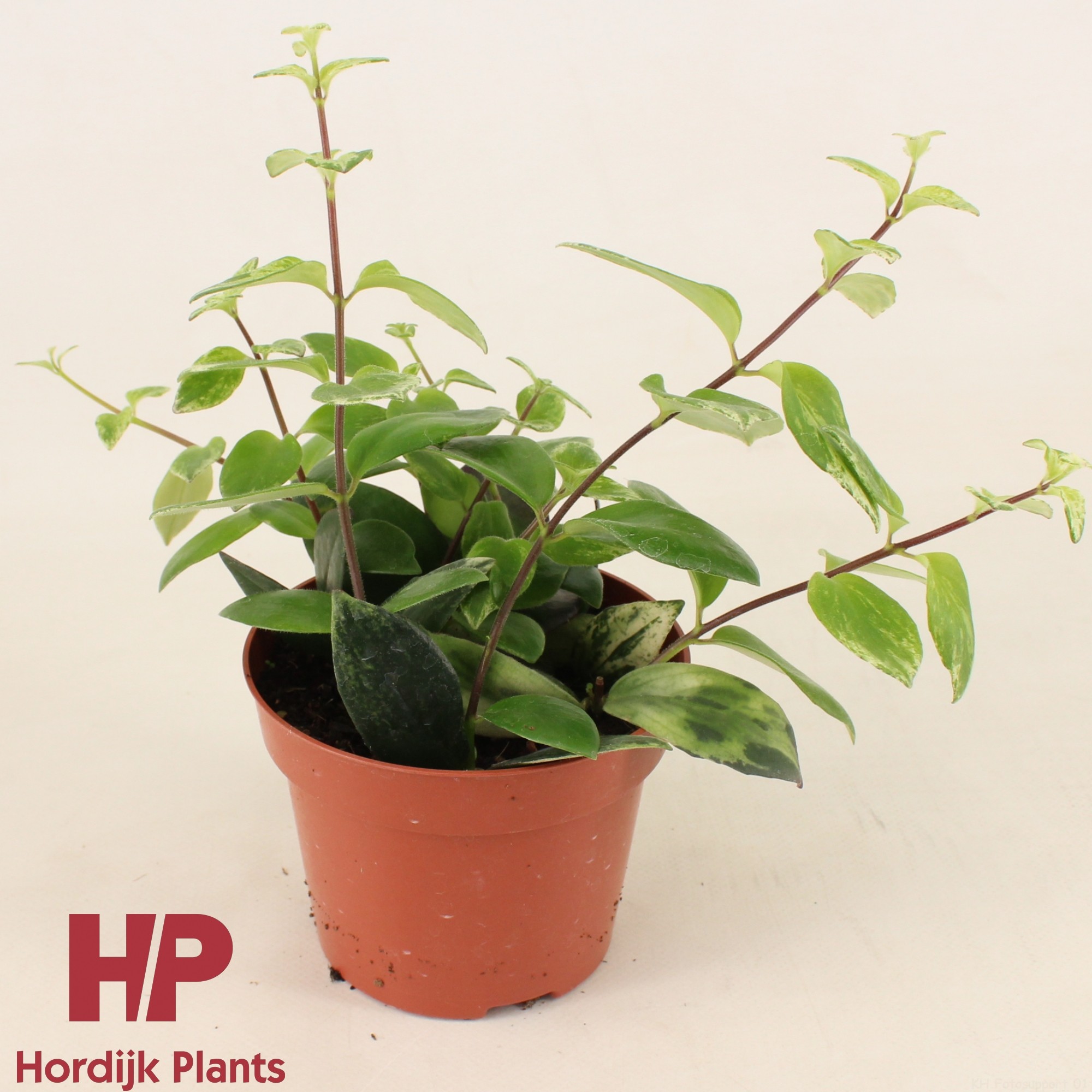 P12 cm - Aeschynanthus lobbianus 'Variegatus', D 12 cm