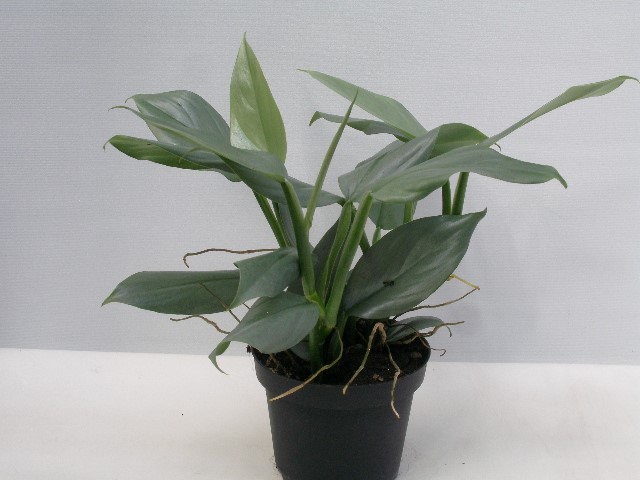 PHILODENDRON ERUBESCENS 'GREY', D 12
