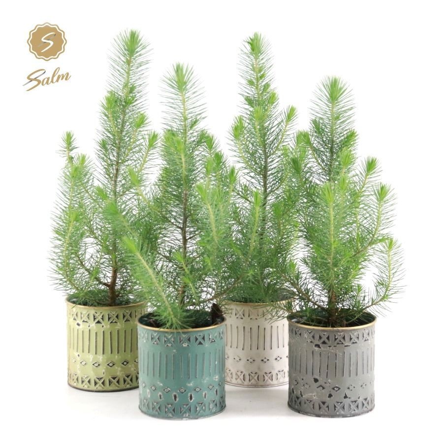 Pinus pinea 'Silvercrest' P10,5 in Pandora [L], D 12 cm