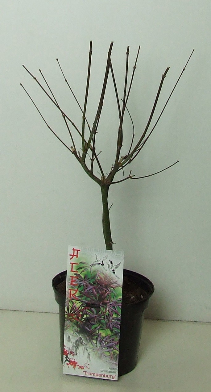 Acer palmatum 'Trompenburg' P19, D 19