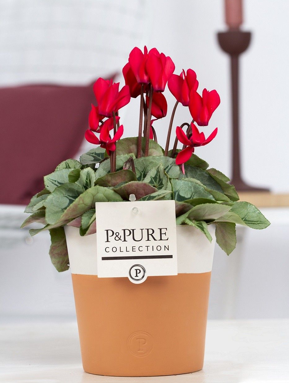 Cyclamen SS Picasso Rood Terra Cotta PC, D 13 cm