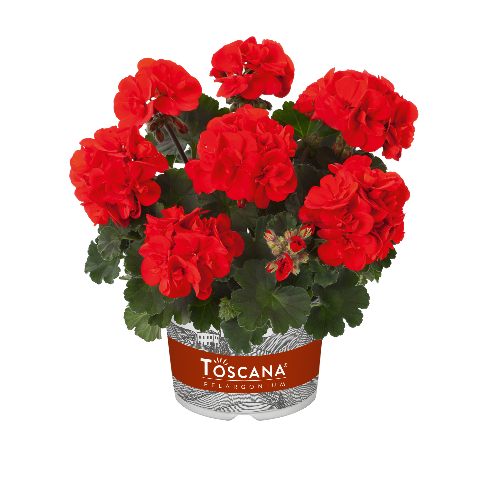 Pelargonium Zonale Castello Ronja Red 10,5 zwart, D 10,5