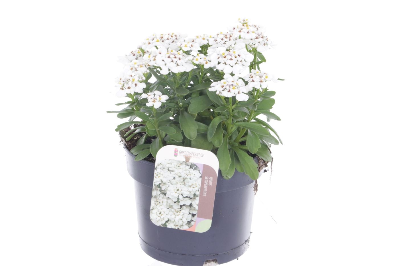 Iberis semp. Masterpiece, D 17