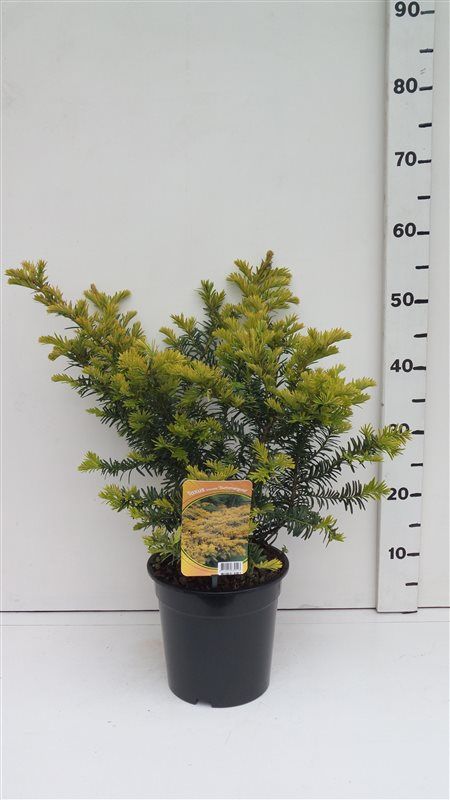 Taxus bacc. 'Summergold', D 19 cm