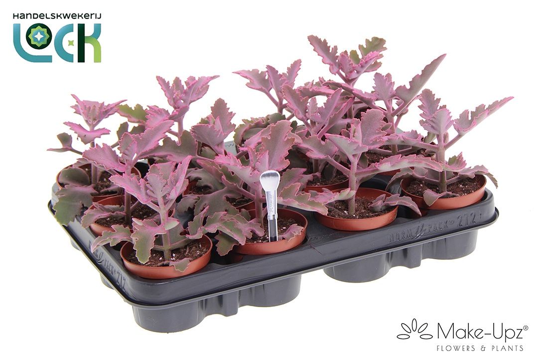 Kalanchoe Beharensis Make Upz Roze, D 8,5